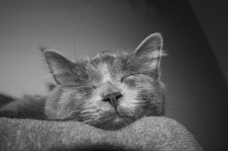Free stock image of Sleeping beauty created by adam pakstas