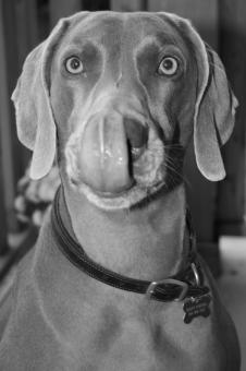 Ivan the terrible - Free Stock Photo