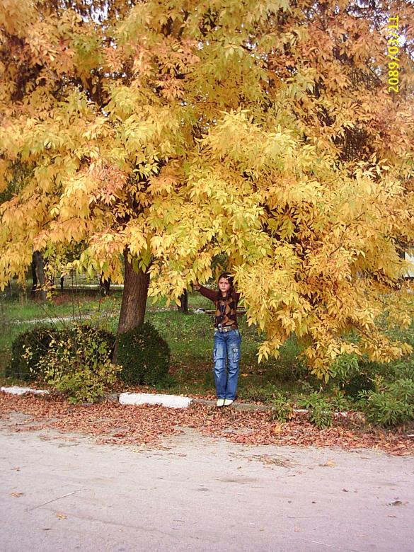 Free stock image of Betty under the golden tree created by nadya mochkova