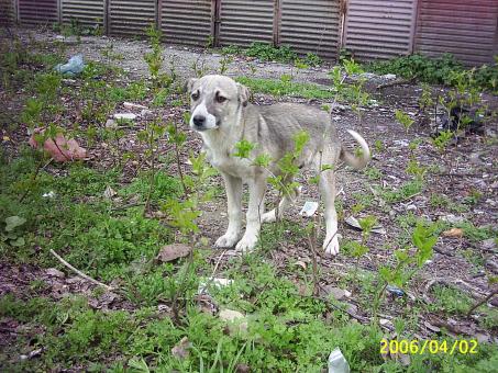 Street dog in green - Free Stock Photo