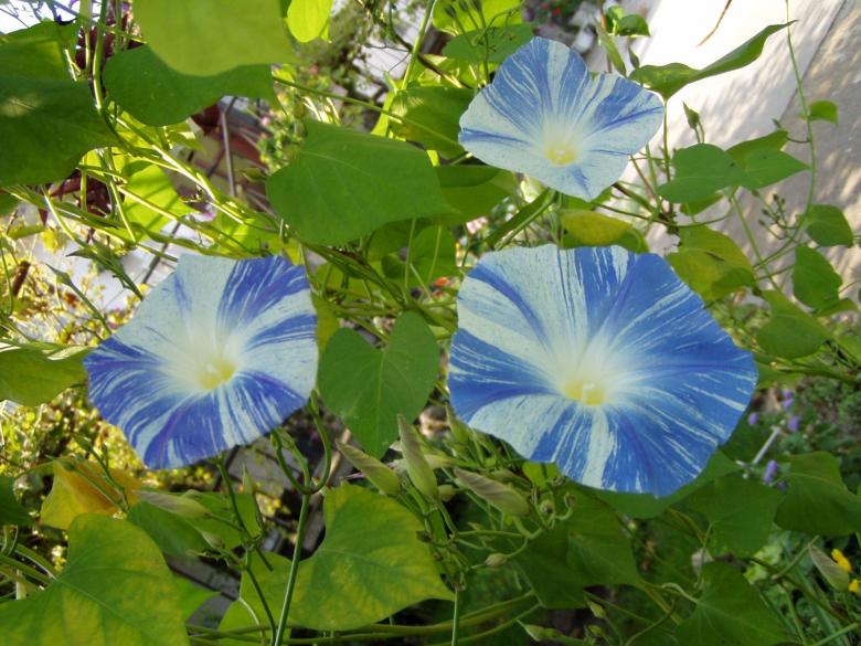 Free stock image of Convolvulus created by nadya mochkova