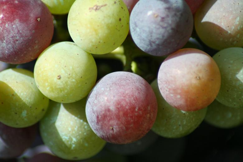 Free stock image of Multi colored created by karen bergeson