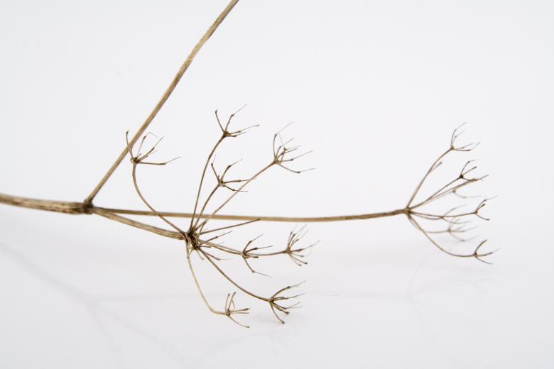 Free stock image of Branch on white created by christian taylor hauschild