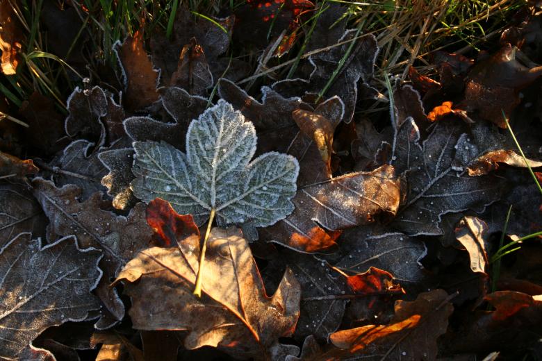 Free stock image of Frozen leafs created by christian taylor hauschild