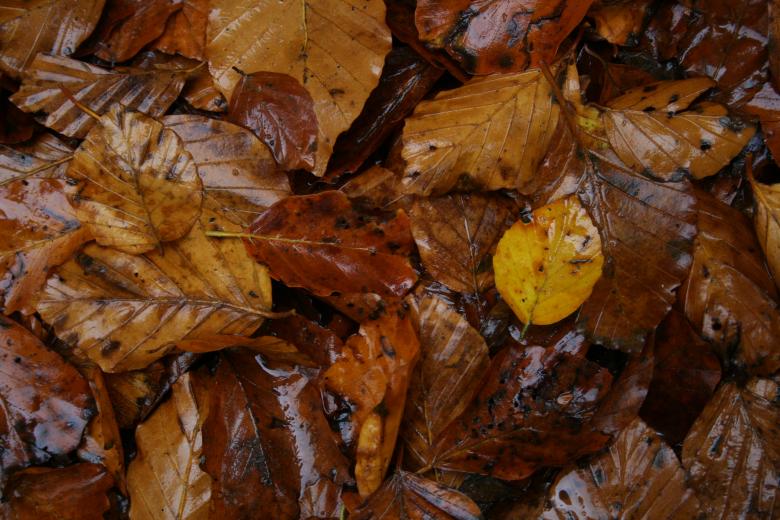 Free stock image of Wet leafs created by christian taylor hauschild