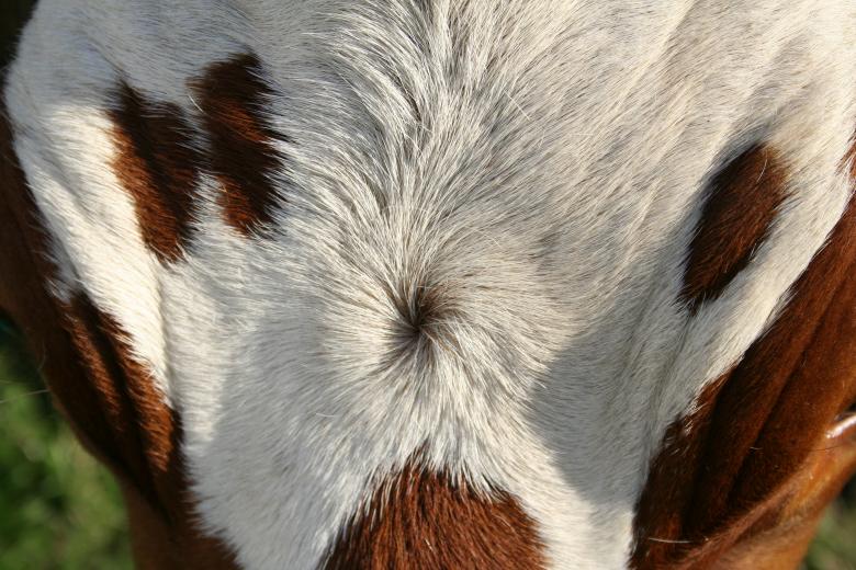 Free stock image of White and brown fur created by christian taylor hauschild