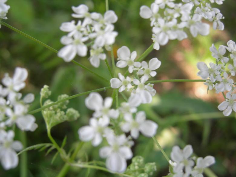 Free stock image of Anthriscus sylvestris created by juvena holm