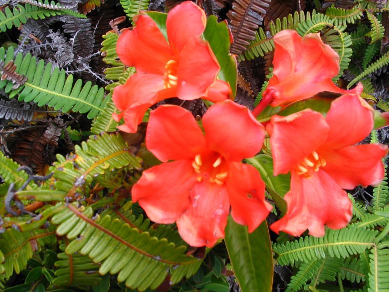 Free stock image of Wild red flowers created by requel legaspino