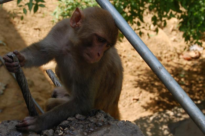 Free stock image of Monkey created by konark ashara