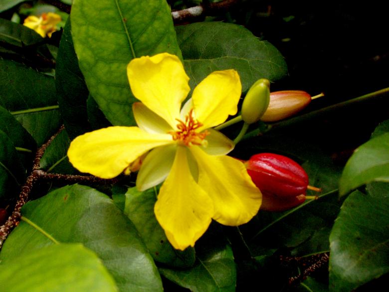 Free stock image of Yellow flower created by requel legaspino