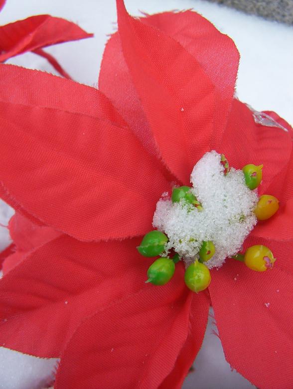 Free stock image of Flower created by anthony essmaker