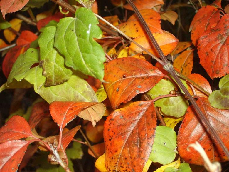 Free stock image of Red-Green created by ivailo vaskov kudinov