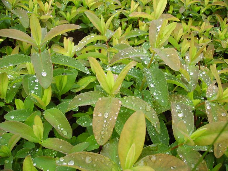 Free stock image of Dew-drops created by ivailo vaskov kudinov