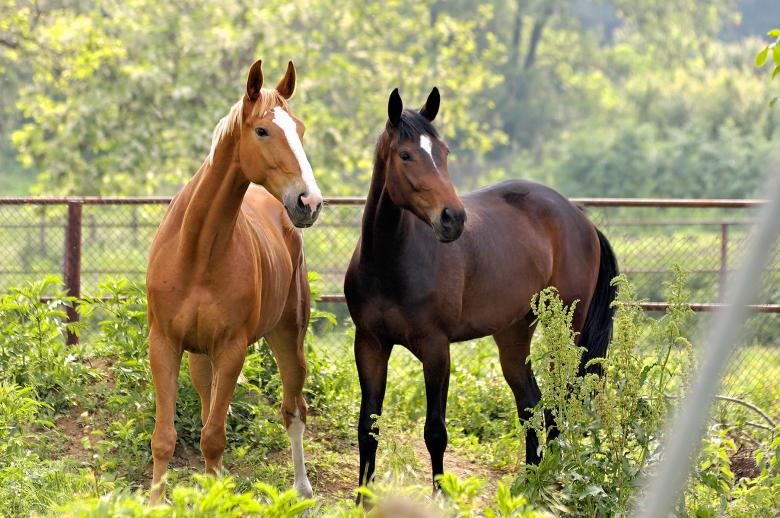 Free stock image of Horses created by yavor michev