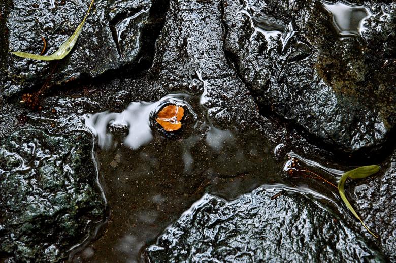 Free stock image of Leaf created by yavor michev