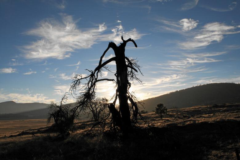 Free stock image of Desert tree created by robert m mckenzie iii