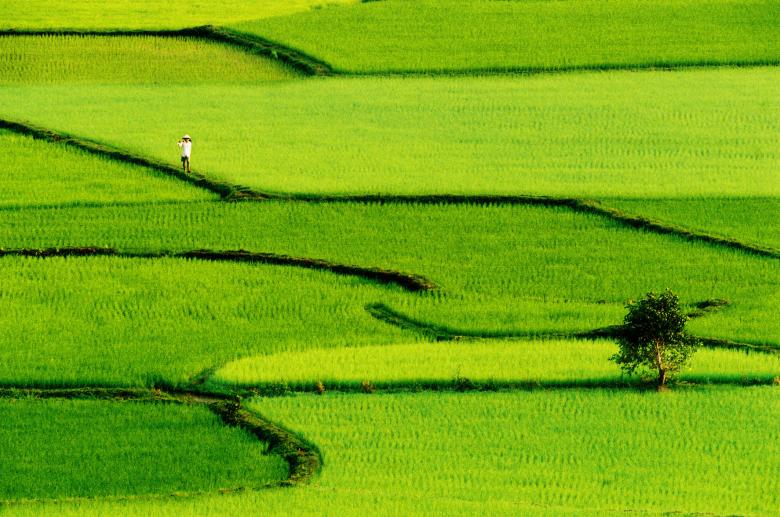 Free stock image of Green field created by le thai son