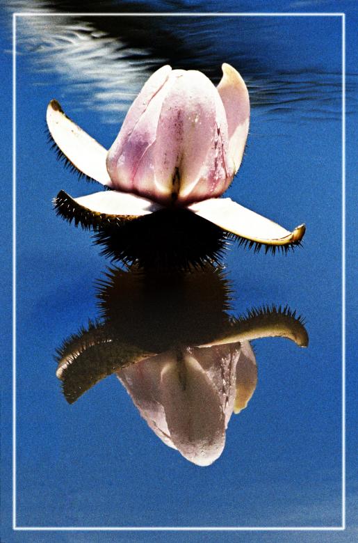 Free stock image of Lotus created by le thai son