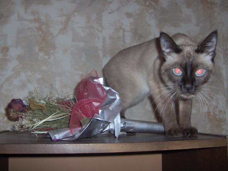 Free stock image of One wold pussycat created by radina grancharova