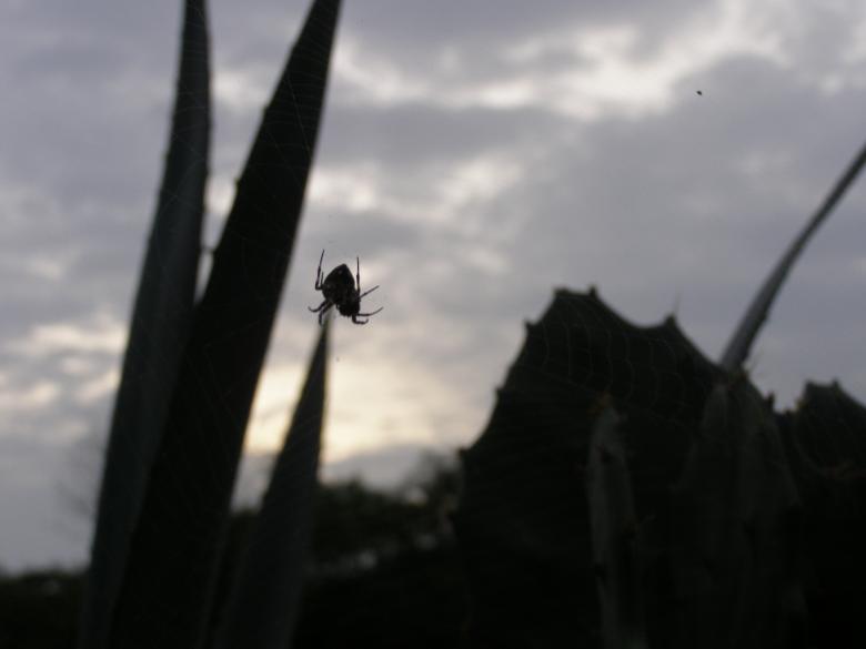 Free stock image of A wild prey created by saurabh malhotra