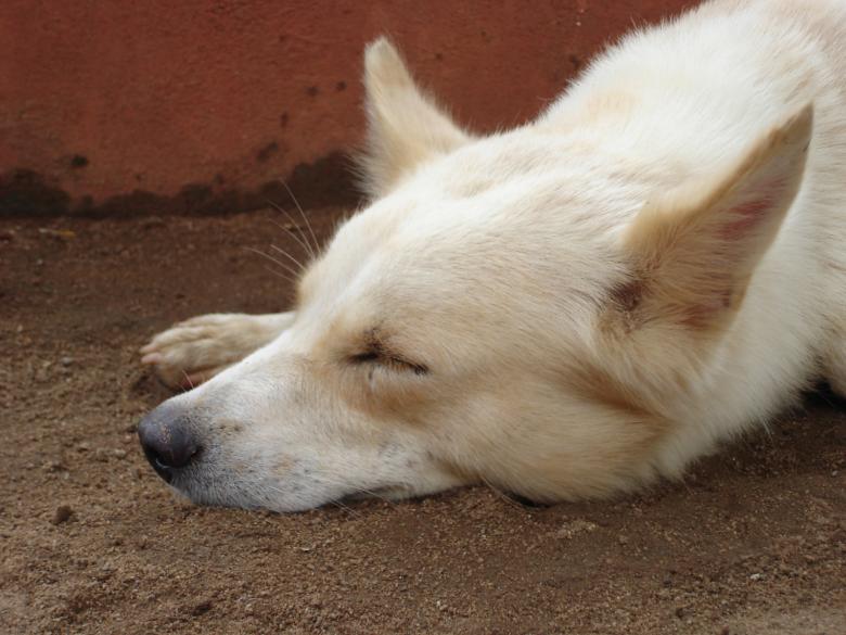 Free stock image of Sleeping Beauty created by saibal datta