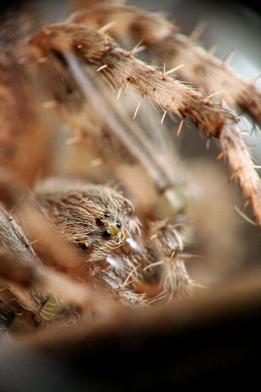 Free stock image of Orbweaver II created by trevor henry
