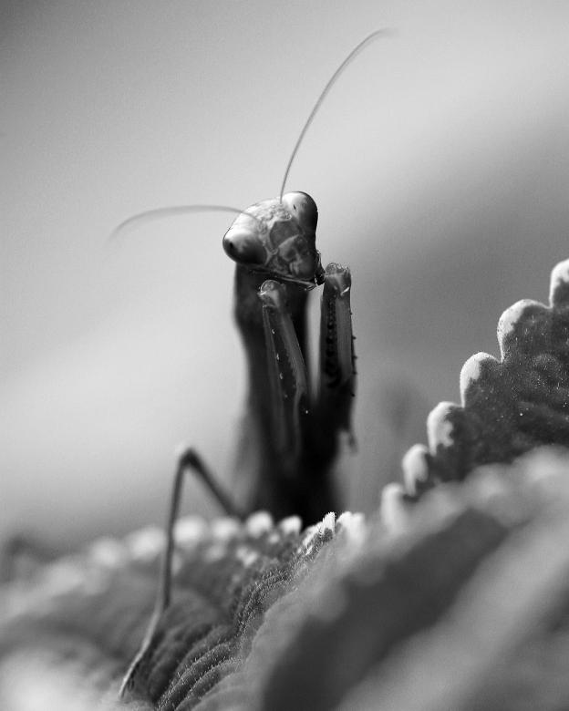 Free stock image of Mantid V created by trevor henry