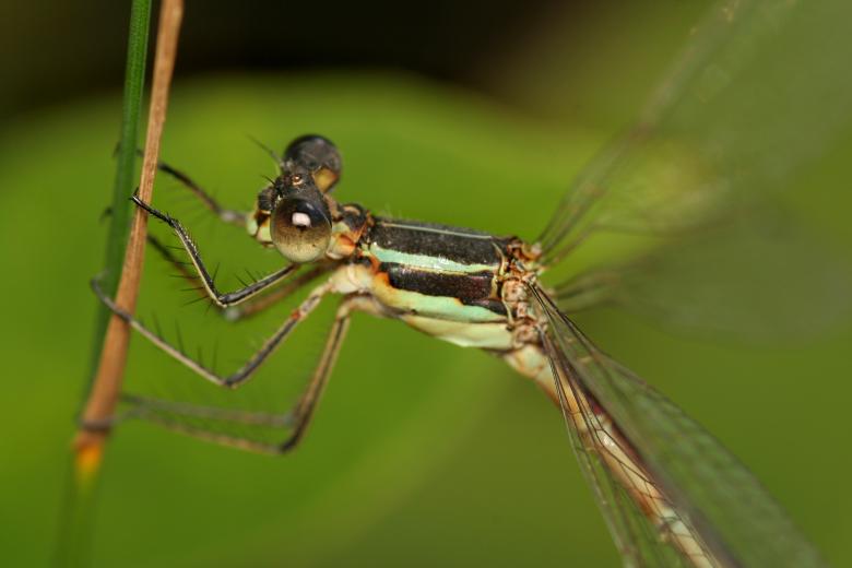 Free stock image of Damselfly created by trevor henry