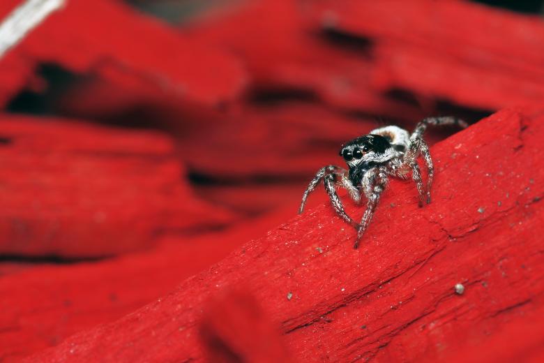Free stock image of Jumper Look Down created by trevor henry