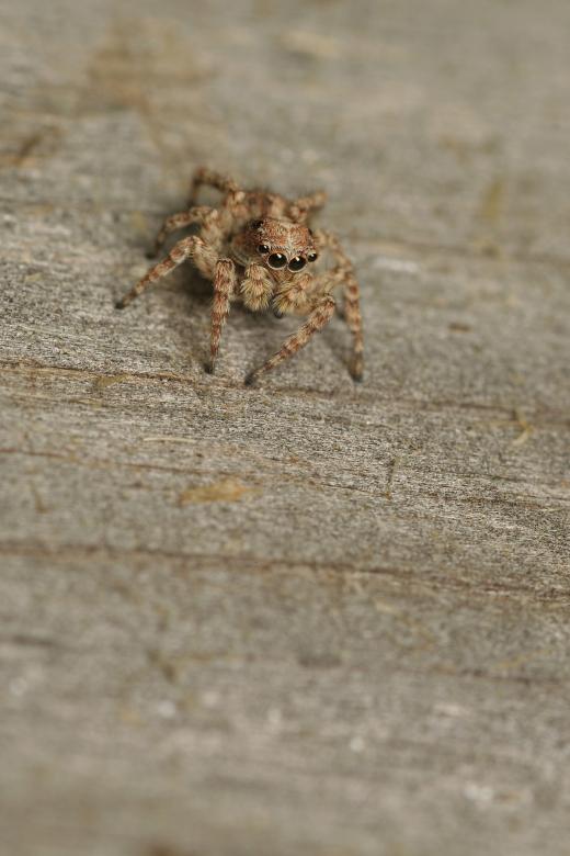 Free stock image of Camouflaged Jumping Spider created by trevor henry
