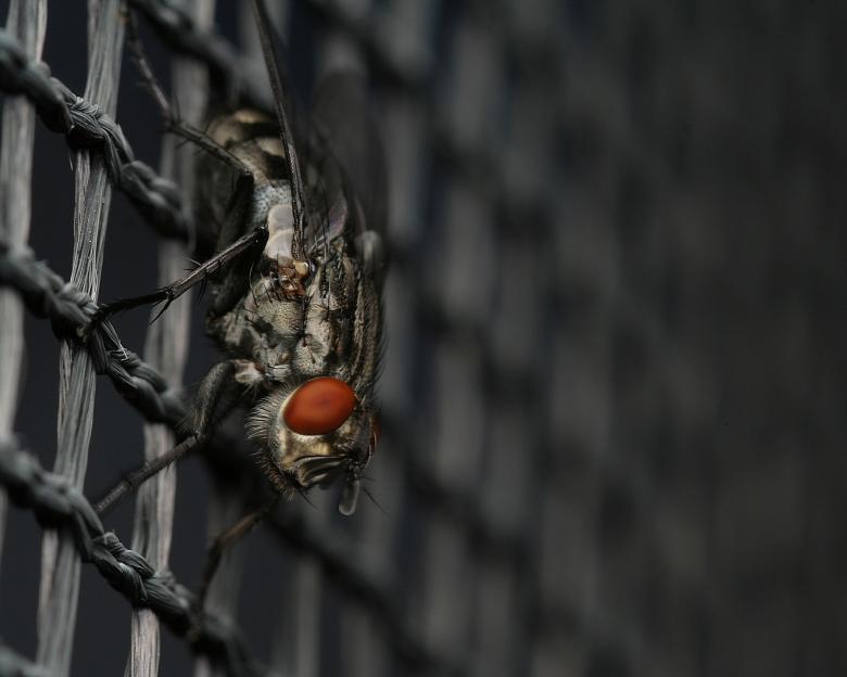 Free stock image of Muscle Fly created by trevor henry