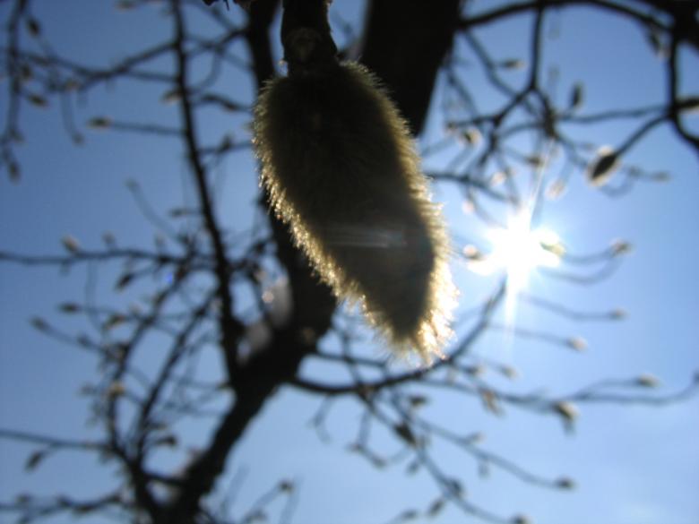 Free stock image of Awaiting spring created by harald-cezar mosoarca