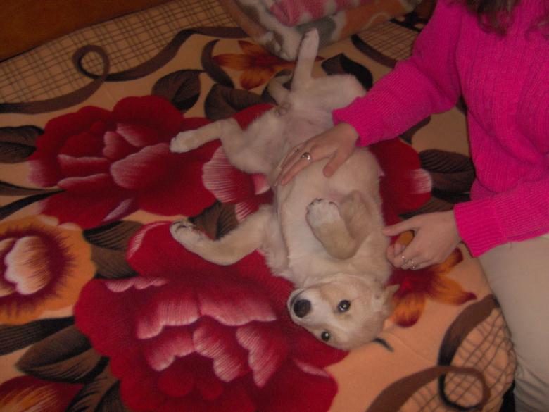 Free stock image of Scratch me created by radina grancharova