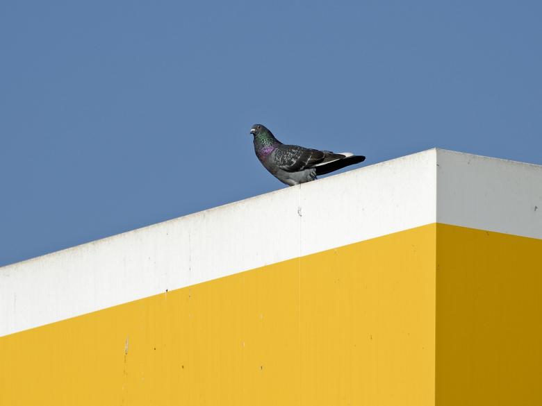 Free stock image of The Line Pidgeon created by j. l. johnson