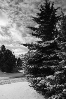 B&W beauty - Free Stock Photo