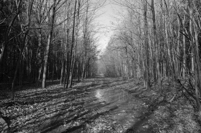 Free stock image of Sleepy hollow created by adam pakstas