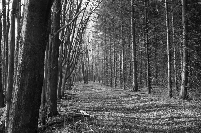 Free stock image of Treed in created by adam pakstas