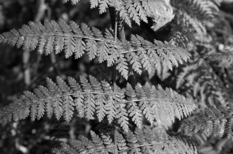 Free stock image of Ferny created by adam pakstas