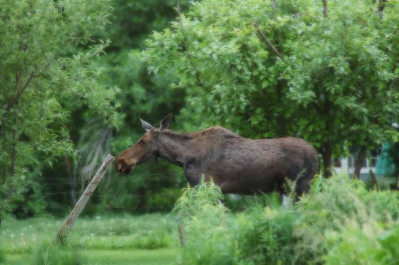 Free stock image of Moose and Fencepost created by camden bennett