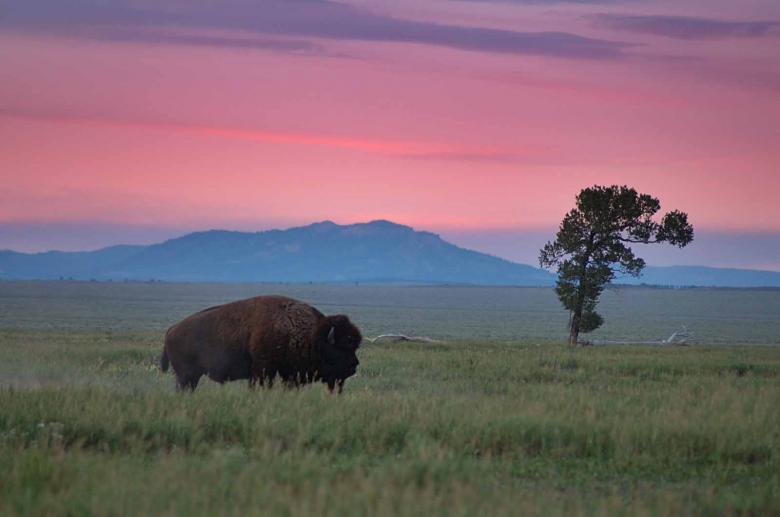 Free stock image of Bison and Lone Tree created by camden bennett
