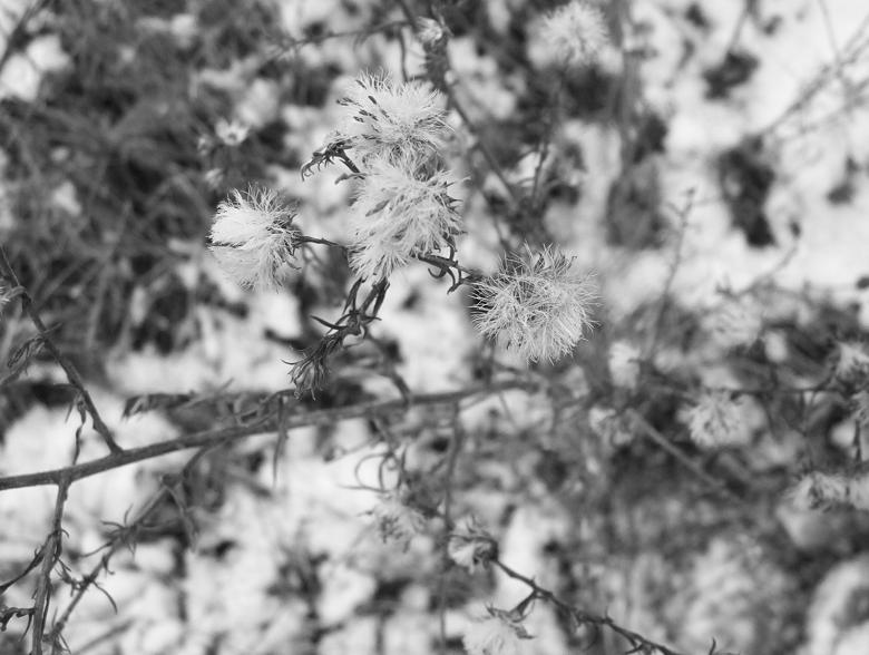 Free stock image of Weeds created by anthony essmaker