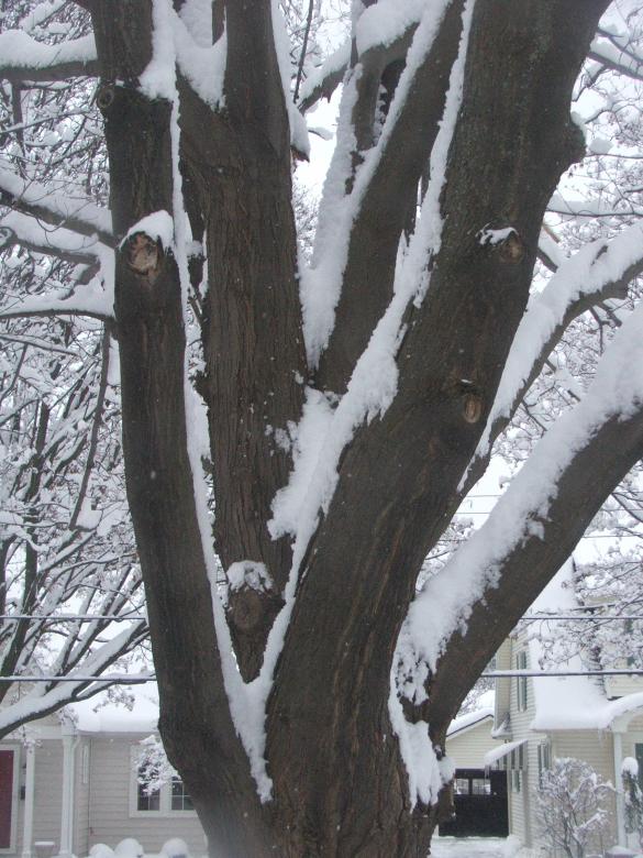 Free stock image of Tree at winter created by Heather Elaine Kitchen
