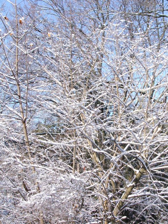Free stock image of White tree created by Heather Elaine Kitchen