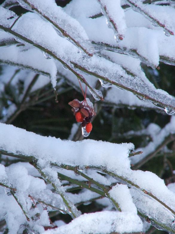 Free stock image of Frozen berries created by Heather Elaine Kitchen