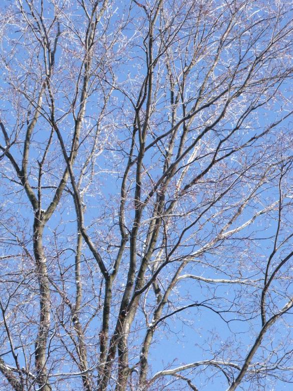 Free stock image of Tree at winter created by Heather Elaine Kitchen