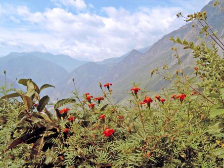 Red flowers with mountain background - Free Stock Photo