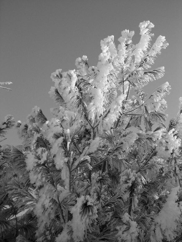 Free stock image of White pine..literally created by anthony essmaker