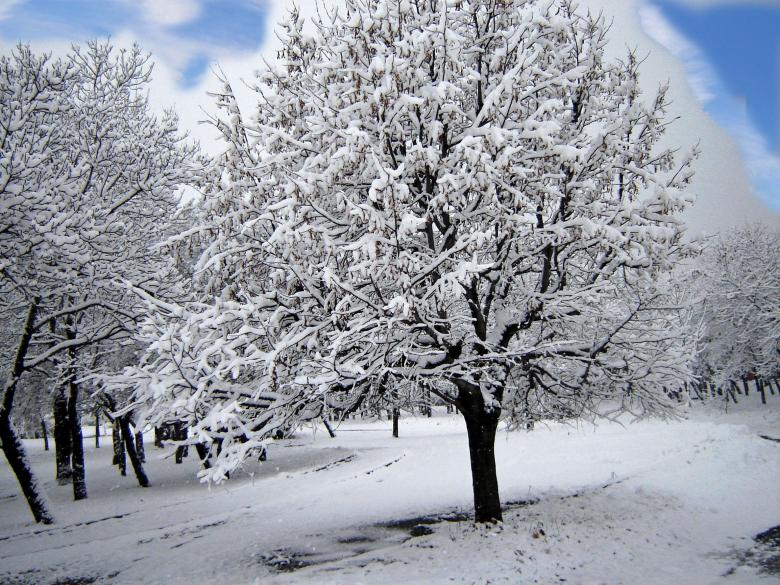 Free stock image of Winter`s tale created by todor todorov