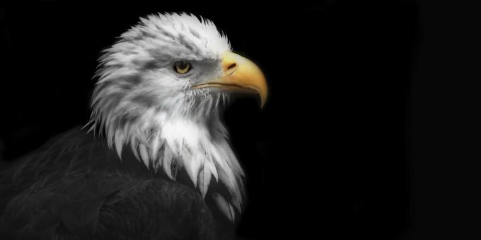 Eagle - Free Stock Photo