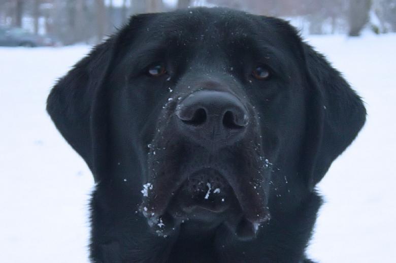 Free stock image of That...was good snow! created by dillon hinson